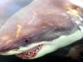 Great White Shark