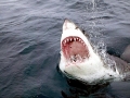 Great White Shark