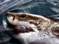 Great White Shark