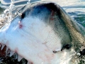 Great White Shark