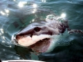 Great White Shark