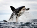 Great White Shark