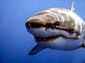 Great White Shark