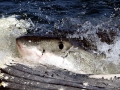 Great White Shark