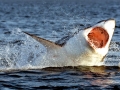 Great White Shark