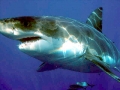 Great White Shark