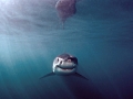 Great White Shark