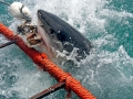 Great White Shark