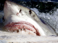 Great White Shark