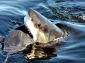 Great White Shark