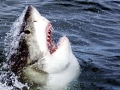 Great White Shark