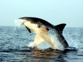 Great White Shark