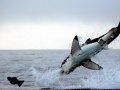 Great White Shark