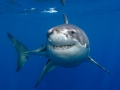 Great White Shark