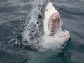Great White Shark