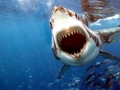 Great White Shark