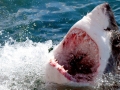 Great White Shark