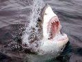 Great White Shark