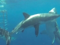 Great White Shark
