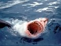 Great White Shark