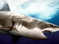 Great White Shark
