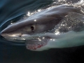 Great White Shark