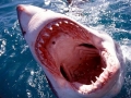 Great White Shark