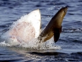 Great White Shark