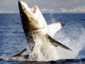Great White Shark