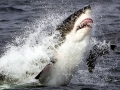 Great White Shark
