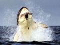 Great White Shark