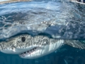 Great White Shark