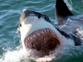 Great White Shark