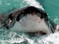 Great White Shark