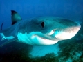 Great White Shark