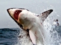 Great White Shark
