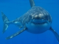 Great White Shark