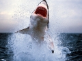 Great White Shark