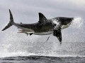 Great White Shark