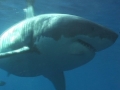 Great White Shark