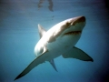 Great White Shark