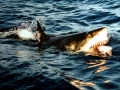 Great White Shark