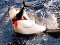 Great White Shark