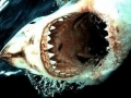 Great White Shark