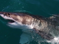 Great White Shark