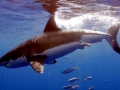 Great White Shark