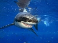 Great White Shark