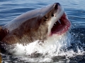 Great White Shark