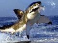 Great White Shark