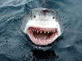 Great White Shark